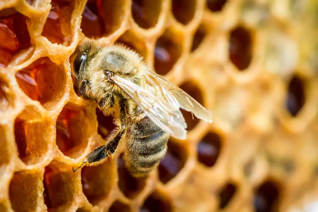 Bee Hive